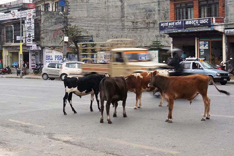 Kathmandu strays cattle. Photo: THT/ File
