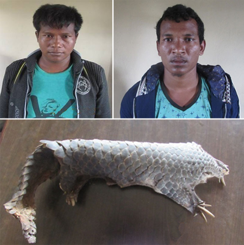 Alleged smugglers of pangolin body parts - Prakash Danuwar (left) and Arjun Danuwar with a pangolin hide and scales seized from them. Photo: CIB
