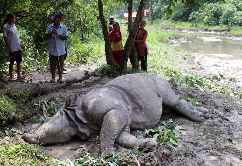 A female rhino died in the Setidevi Community Forest on Saturday, July 23, 2016. Photo: Tilak Ram Rimal.