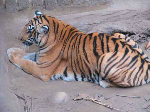 Royal Bengal Tiger. Photo courtesy: Chitwan National Park