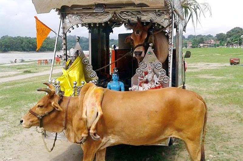 A cow and an ox (on the vehicle) with unusual features being paraded for locals to worship, around Narayangadh of Chitwan district, on Friday, August 12, 2016. Photo: RSS