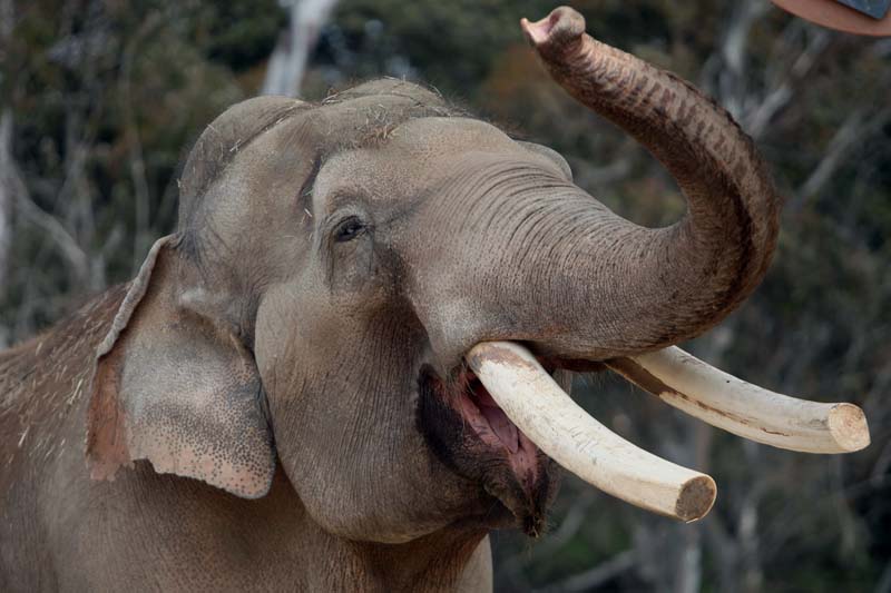 Ranchipur, a male Asian elephant, is seen at the Elephant Odyssey exhibit at the San Diego Zoo, on May 27, 2009. Photo: AP/ File