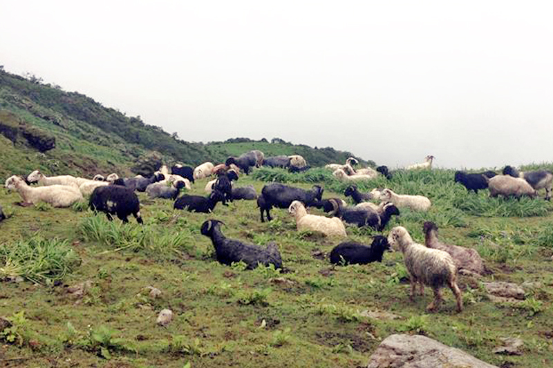 A flock of sheep grazing in the northern part of Mameng VDC, in Panchthar, on Thursday, August 25, 2016. Photo: THT
