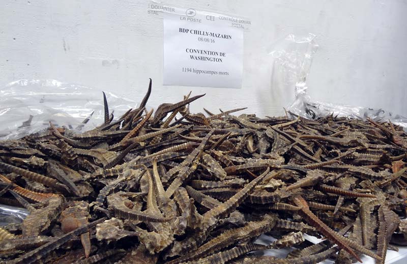 File- French Customs shows dead seahorses on a table, near Paris, on Tuesday, August 16, 2016. Photo: AP