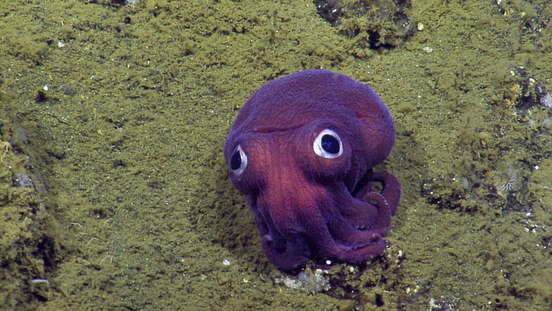 A stubby squid on the ocean floor near Channel Islands National Park west of Los Angeles, California, on August 10, 2016. Photo: OET/NautilusLive via AP