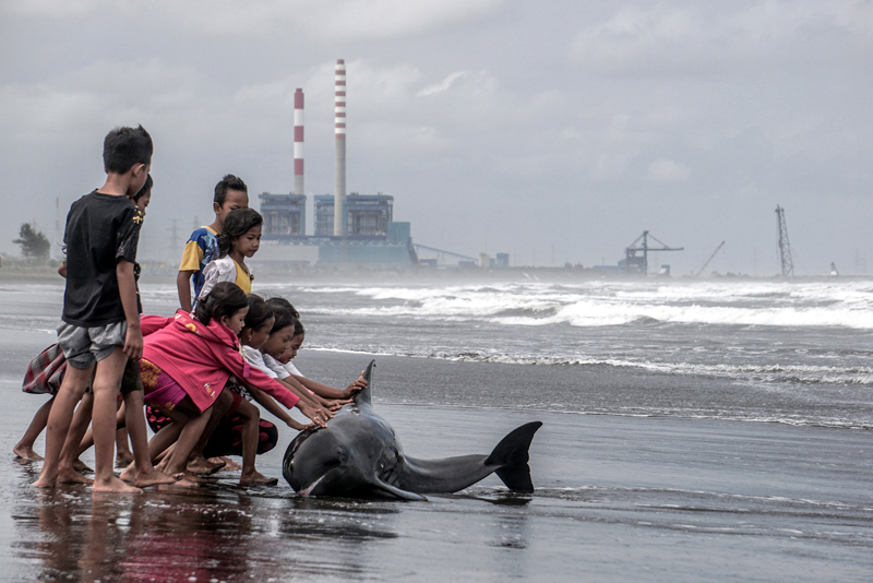 Children try to push an injured and weak dolphin back into the water after it washed ashore during bad weather and high tide on a beach in Cilacap, Central Java, Indonesia, on August 12, 2016. Photo: Reuters