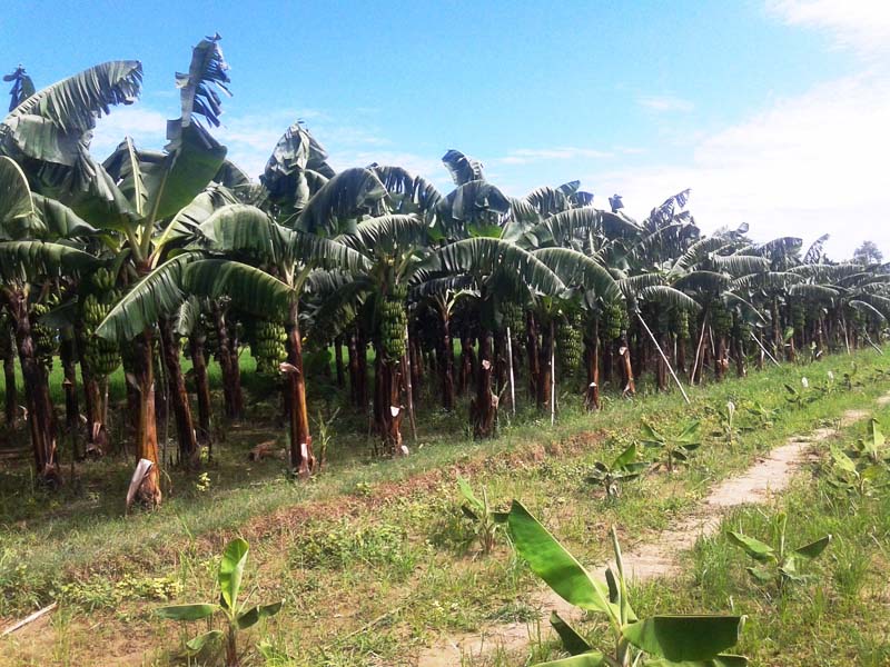 A banana farm located in Krishnapur of Kanchanpur district, on August 8, 2016. Over two dozen farmers practise commercial banana farming in the village. Photo: RSS