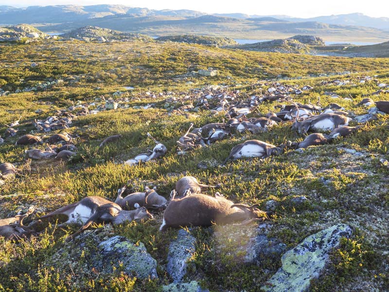 Some of the more than 300 wild reindeer that  were killed by lighting, in Hardangervidda, central Norway on Friday, August 26, 2016 are seen in this photograph released by the Norwegian Environment Agency on Monday Aug. 29 2016. Photo: Norwegian Environment Agency, NTB scanpix, via APn
