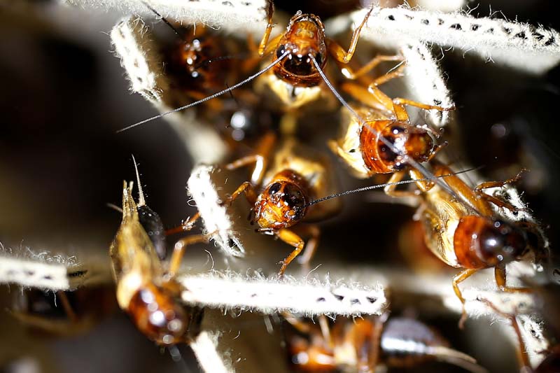 Edible crickets are pictured at a edible insects farm in Hwaseong, South Korea, on August 10, 2016. Photo: Reuters