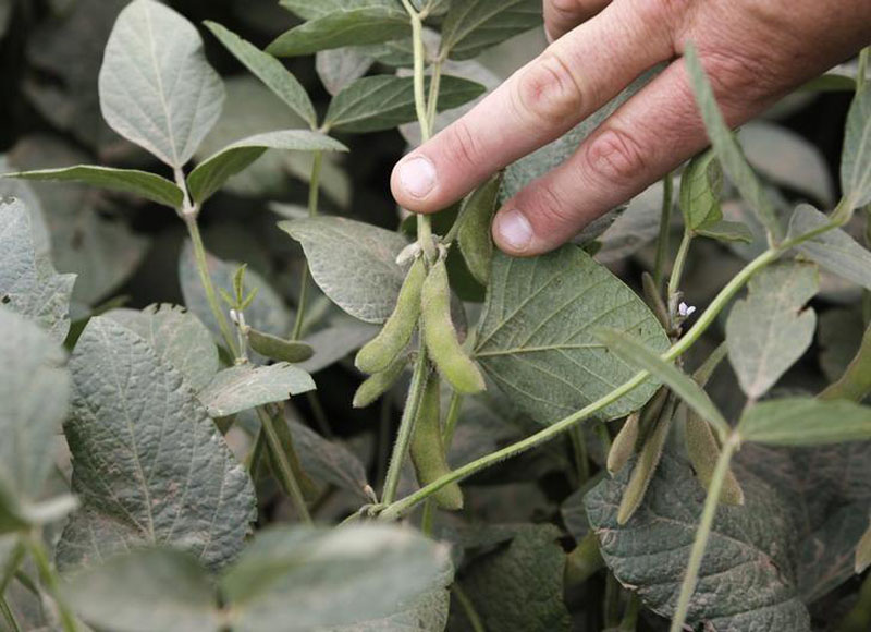 Engineer Juan Elizalde looks at a soybean in a soybean field in the city of Totoras, 360 km (224 miles) north of Buenos Aires, on February 1, 2012. Photo: Reuters