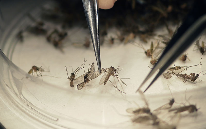 FILE- Dallas County Mosquito Lab microbiologist Spencer Lockwood sorts mosquitos collected in a trap in Hutchins, Texas, that had been set up in Dallas County near the location of a confirmed Zika virus infection, on February 11, 2016. Photo: AP