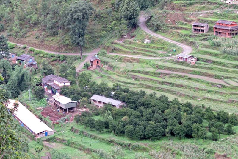 A view of an orange farm in Baskuna village of Beni-14 in Myagdi, on Saturday, August 6, 2016. Photo: RSS