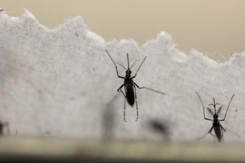 Aedes aegypti mosquitoes are seen at the Laboratory of Entomology and Ecology of the Dengue Branch of the US Centres for Disease Control and Prevention in San Juan, Puerto Rico, on March 6, 2016. Photo: Reuters