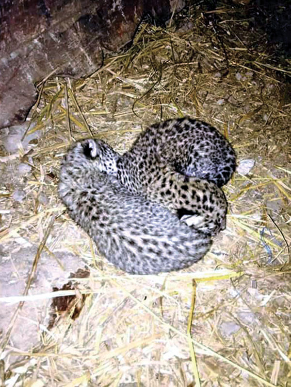 Three newborn leopard cubs seen in a house in Anantalingeshwor Municipaliity, Bhaktapur, on Friday, September 9, 2016. Photo: THT