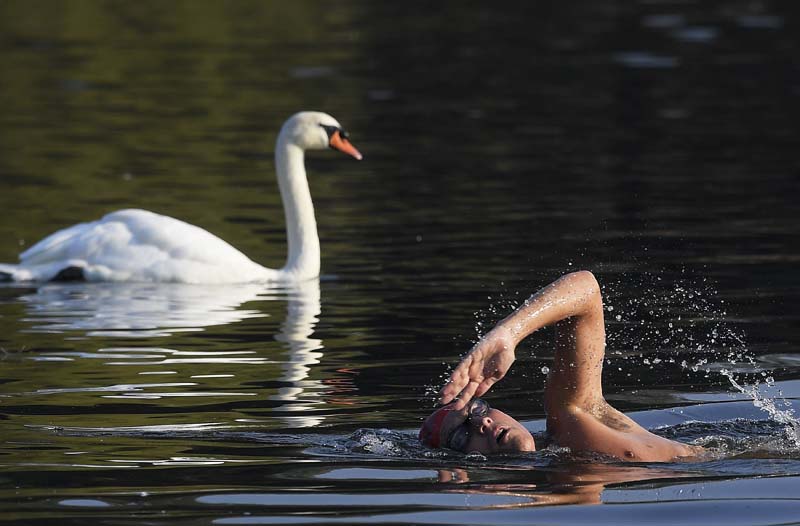 A swimmer takes a dip amongst swans during the early morning at The Serpentine Lake in London, Britain, on Thursday, September 15, 2016. Photo: Reuters