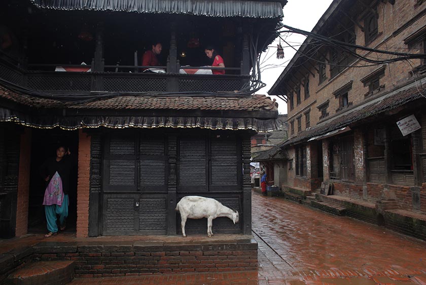 Tourists enjoys their food as a goat takes shelter from a rain in Bhaktapur, Nepal, Monday, Sept. 12, 2016. Bhaktapur, also known as the city of devotees, is an ancient city popular for its traditional architectural buildings, temples and unique festivals. Photo: AP