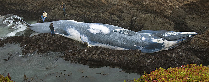 FILE-  A 70-foot female blue whale, that officials believe was struck by a ship, is seen washed ashore on the Northern California coast, near Fort Bragg, California, on October 20, 2009. Photo: AP