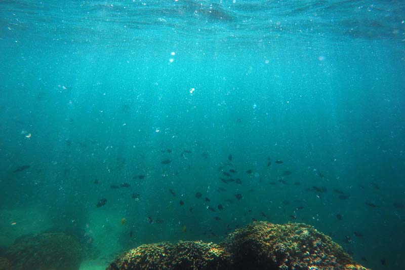 Fish swim over a patch of bleached coral in Hawaii's Kaneohe Bay off the island of Oahu in this October 26, 2015, file photo. Photo: AP/ File