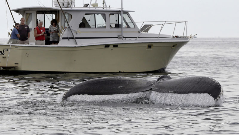 File- Boaters watch a humpback whale breach off the coast of Gloucester, Massachusetts, on August 25, 2012. Photo: AP