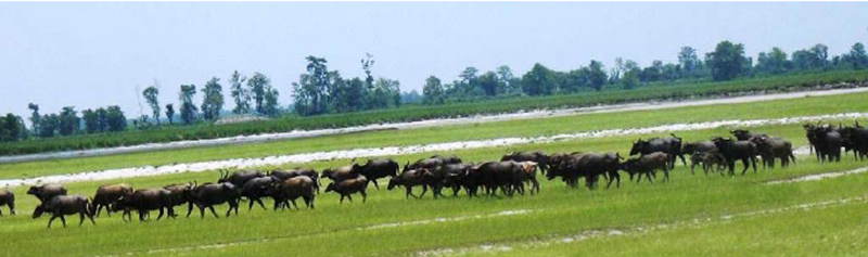 File - A herd of wild water buffaloes foraging on the bank of Saptakoshi River in Koshi Tappu Wildlife Reserve, in Saptakoshi Rural Municipality of Saptari district. Photo courtesy: KTWR