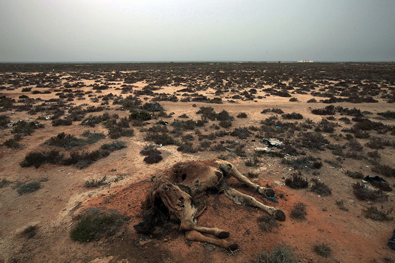FILE - A dead camel in the desert outside the southeastern village of Ben Guerdane, Tunisia, close to the border with Libya, on Saturday, March 12, 2011. Photo: AP