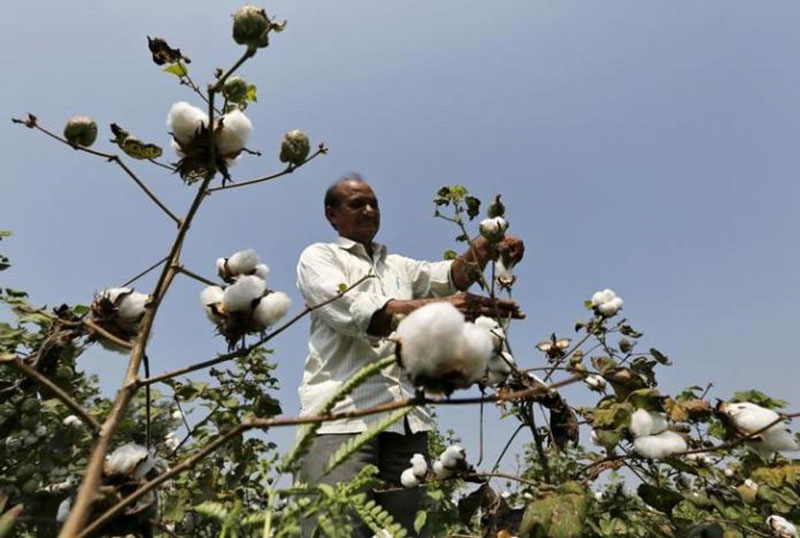 A farmer harvests cotton in his field at Rangpurda village in the western state of Gujrat, India, on October 20, 2015. Photo: Reuters