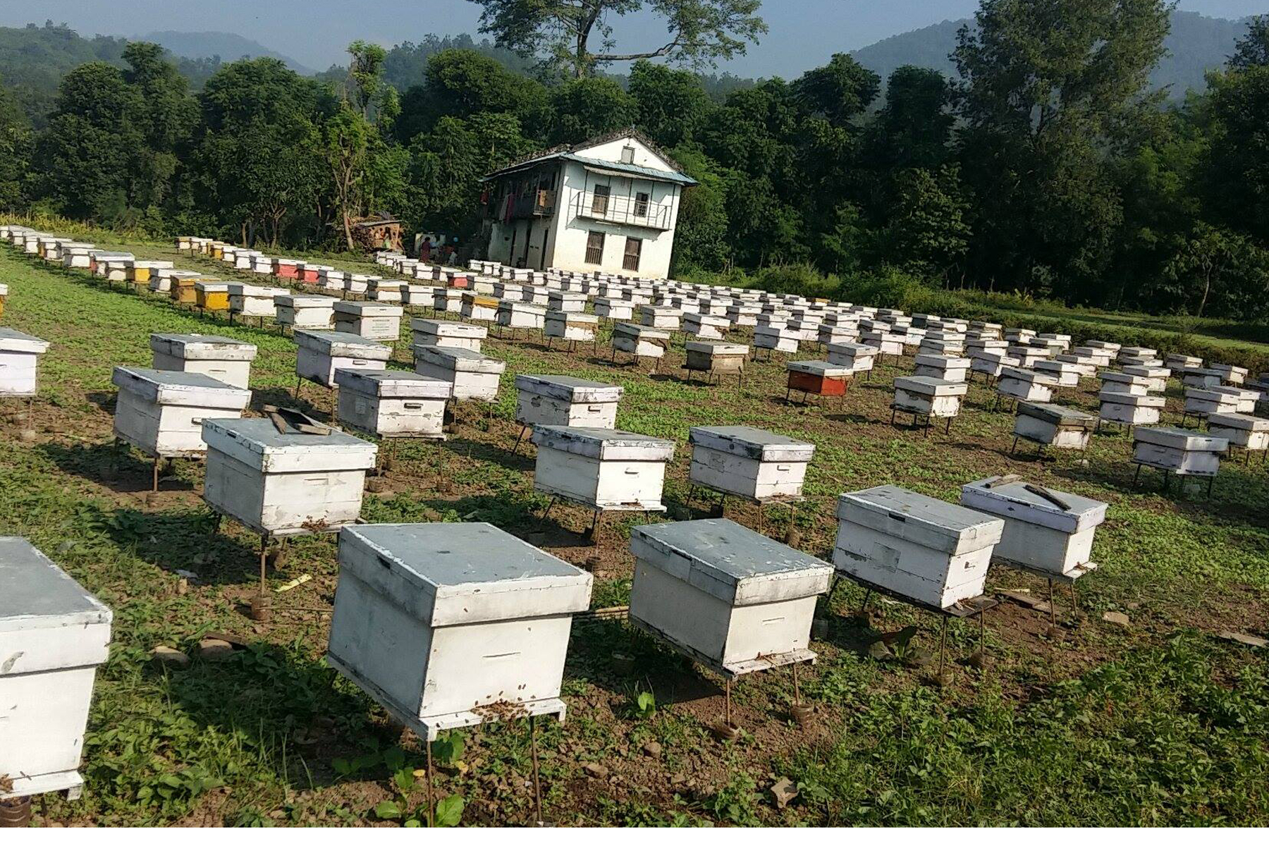Bee hives kept at a plot of land at Githepani of Dang district. The land has been leased by a bee farm for Rs 65,000 per month for the honey bees to graze. Photo: RSS