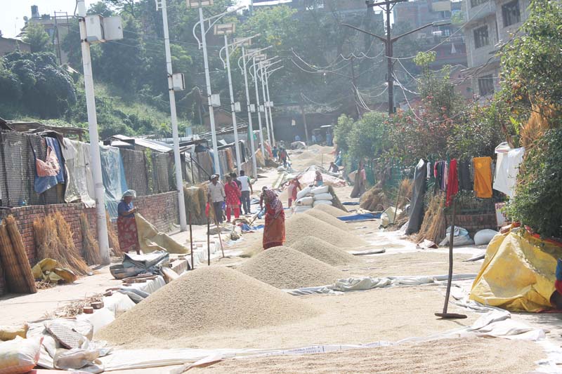 Farmers in Byasi of Bhaktapur occupy a street to dry the paddy crops before storing them, on Friday, October 28, 2016. Farmers say they are compelled to use the street for the want of sufficient space. Photo: RSS