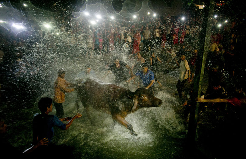 Hindu devotees splash buffalo with water from Hanumante River as part of rituals before it is sacrificed on the ninth day of Dashain Hindu Festival in Bhaktapur, on Monday, October 10, 2016. The festival commemorates the slaying of a demon king by Hindu goddess Durga, marking the victory of good over evil. Animals are sacrificed at Hindu temples during this festival. Photo: AP