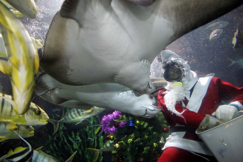 Diver Philip Chan, dressed as Santa Claus, feeds fish during Christmas festivities at the Underwater World Singapore aquarium on the island of Sentosa, on December 20, 2013. Photo: Reuters/ File
