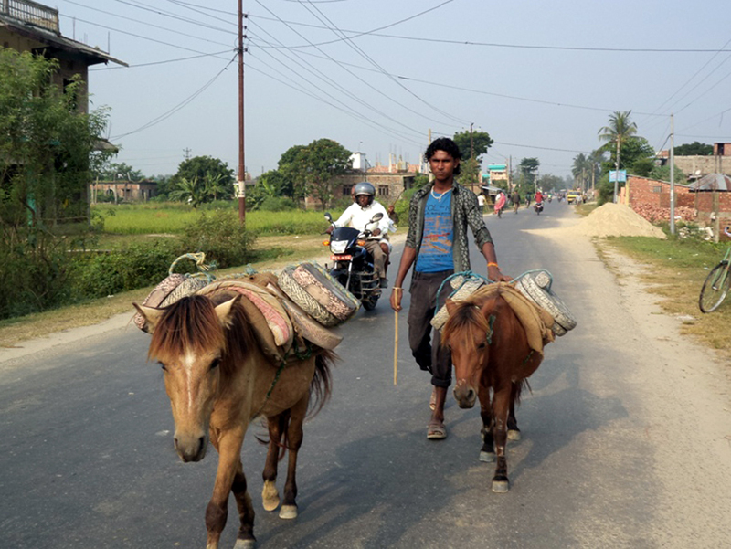A vendor transports traditional stone grinders on donkeys in Saptari district headquarters on Sunday, October 23, 2016. Photo: RSS