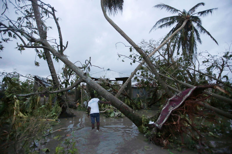 A man walks amongst trees damaged by Hurricane Matthew in Les Cayes, Haiti,  on October 5, 2016. Photo: Reuters
