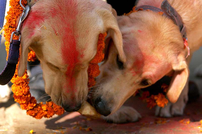 FILE-Police Dogs share their food during the Pooja at Central Region National Dog Training Academy in Maharajgunj, Kathmandu on Saturday, November 2, 2013. Photo: Reuters