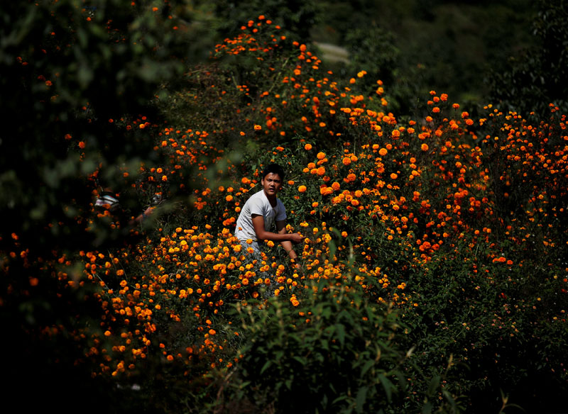 A boy picks marigold flowers used to make garlands and offer prayers for the Tihar festival, also called Diwali, in Kathmandu, Nepal, on October 29, 2016. Photo: Reuters