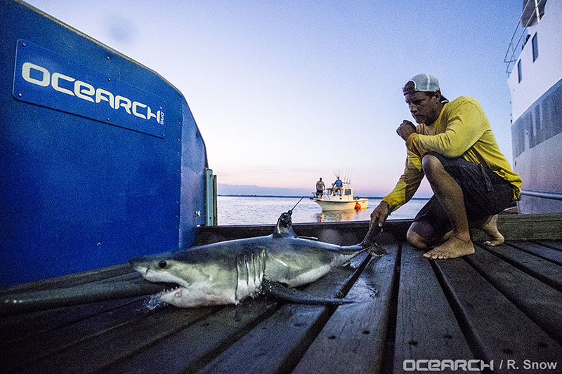 Captain Brett McBride kneels beside a juvenile female great white shark named Montauk after researchers tagged and sampled her off the point of Montauk, New York, on August 28, 2016. Photo: Robert Snow/OCEARCH via AP