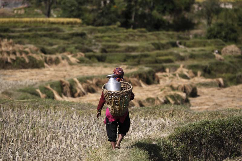 A Nepali farmer walks to fill water in a vessel while harvesting paddy in Chunikhel, on the outskirts of Kathmandu, on Wednesday, October 19, 2016. Photo: AP