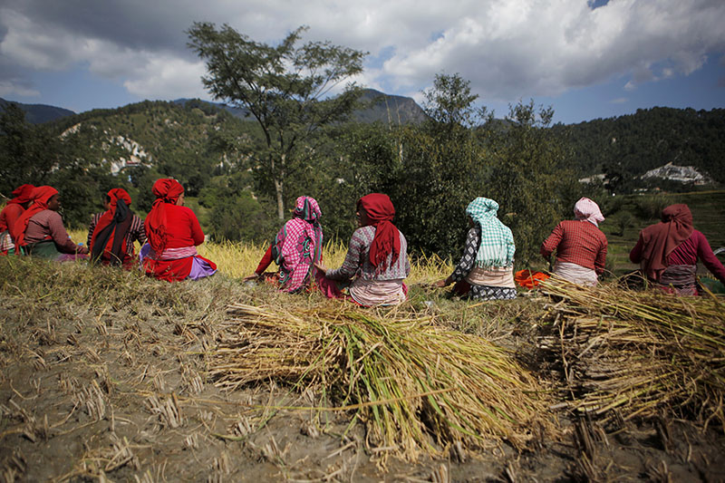 Farmers take a lunch break while harvesting paddy in Chunnikhel, on the outskirts of Kathmandu, on Wednesday, October 19, 2016. Photo: AP