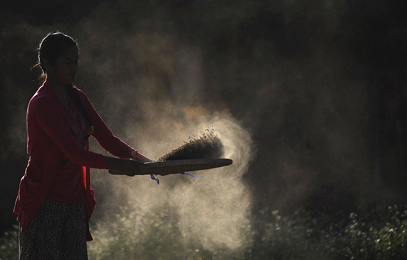 Nepali village woman separates grain from chaff after harvest in Chunnikhel on the outskirts of Kathmandu, on Thursday, October 20, 2016. Agriculture is the main source of food, income, and employment for the majority of people in Nepal.