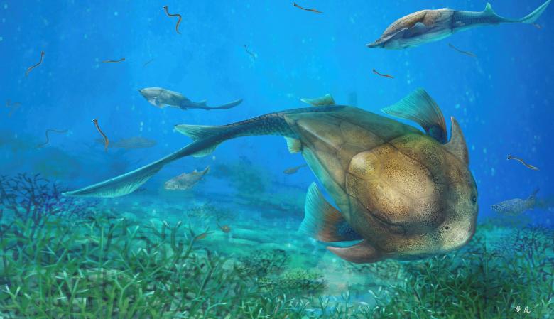 This illustration shows the fish called Qilinyu that lived 423 million years ago during the Silurian Period. A fossil of the fish was unearthed in Chinau2019s Yunnan province and is described in the journal Science.  Courtesy Dinghua Yang/Chinese Academy of Sciences/Handout via REUTERS