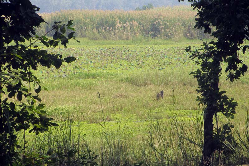 A view of the Rani Lake, covered by hyacinth and other weeds, in the Shuklaphanta Wildlife Reserve in Kanchanpur, as captured on Monday, October 24, 2016. Photo: RSS 