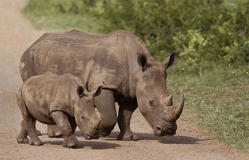 FILE - Rhinos walk in the Hluhluwe-Imfolozi game reserve in South Africa, on Sunday, December 20, 2015. Photo: AP