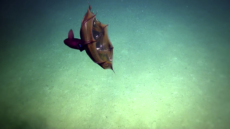 A vampire squid (Vampyroteuthis infernalis), a deep-sea cephalopod, during an overnight dive in the Gulf of Mexico. Photo: ECOGIG/Nautilus Live/Ocean Exploration Trust via AP