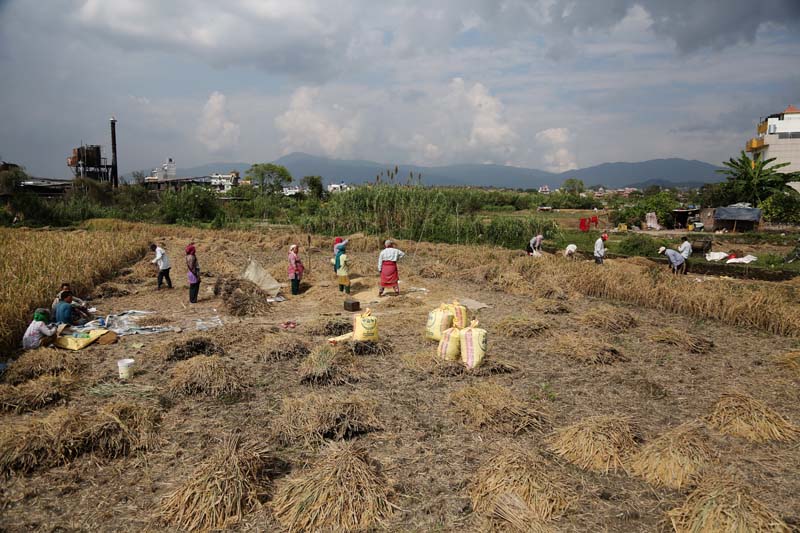 Farmers of Bhaktapur district in the Kathmandu Valley prepare to harvest paddy, on Wednesday, October 19, 2016. The farmers say the district produced more paddy this year in comparison to the last year. Photo: RSS 