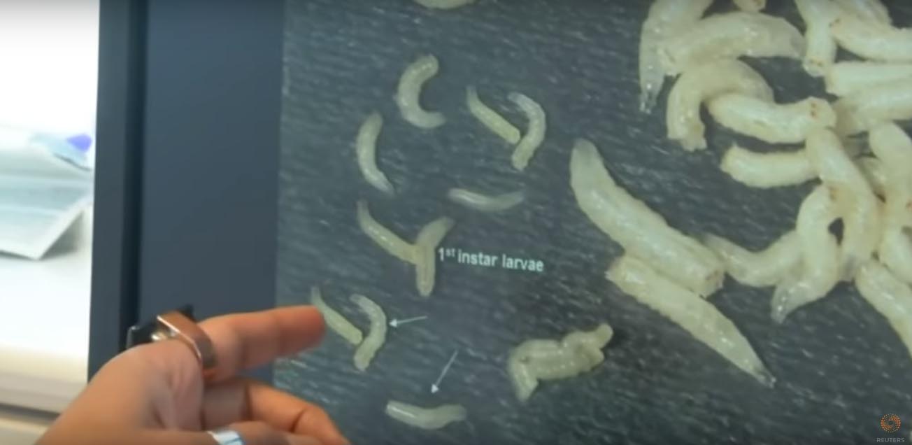Maggots under microscope for superbug-killing secretions - The