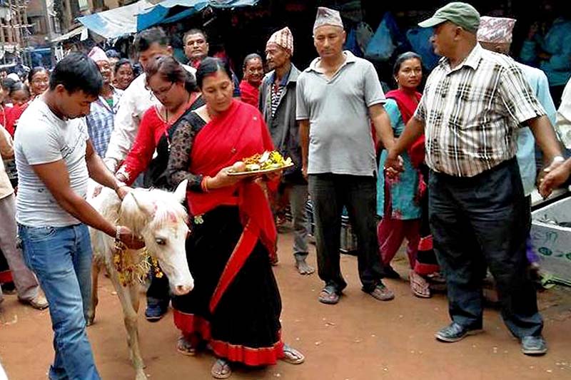 A white horse, believed to be Taleju Bhawaniu2019s vehicle, being paraded around the city to mark the Khadga Jatra, celebrated at Bhaktapur, on Saturday, October 1, 2016. Photo: RSS