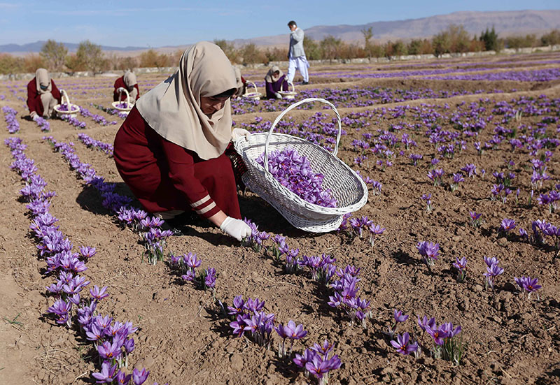 Afghan women collect saffron flowers in the Karukh district of Herat, Afghanistan, November 5, 2016. Picture taken November 5, 2016. Photo: REUTERS