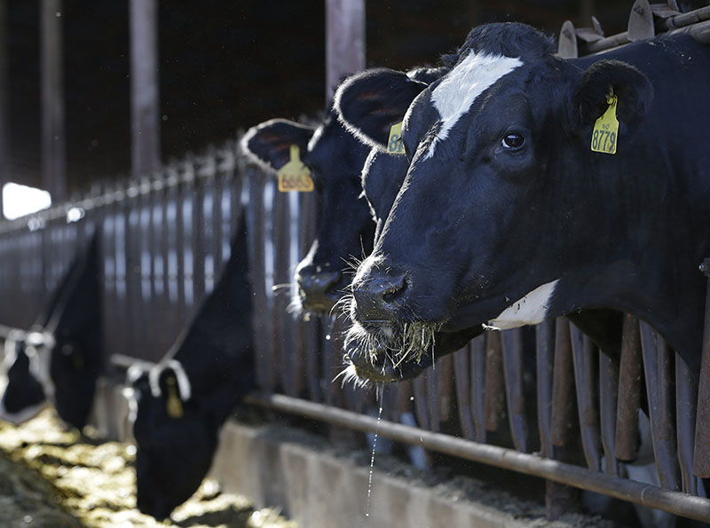 Dairy cows are seen feeding at the New Hope Dairy in Galt, California, on Wednesday, November 23, 2016. Photo: AP
