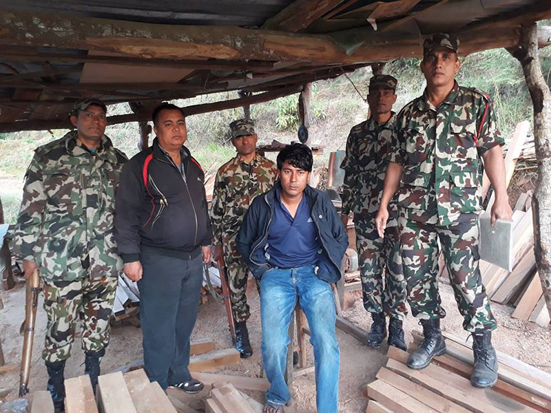 District Forest Office, Dhading arrest the owner of Bhangeridevi Furniture Udhyog, Ram Bahadur Thapa along with 193 cubic feet sal timbers, at Kuwapani, in Dhading district, on Saturday, November 12. 2016. Photo: Keshav Adhikari