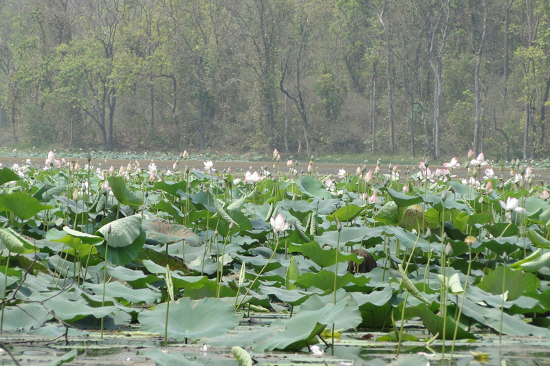Lotus flowers bloom at the Ghodaghodi Lake in Kailali district, as captured on Friday, November 18, 2016. Photo: RSS