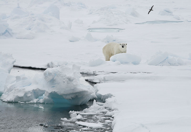 FILE - In this Friday June 13, 2008 file photo, a polar bear stands on an ice floe near the Arctic archipelago of Svalbard, Norway. Photo: AP